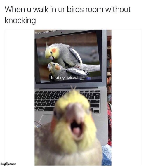 bird meme | image tagged in bird,funny,memes | made w/ Imgflip meme maker