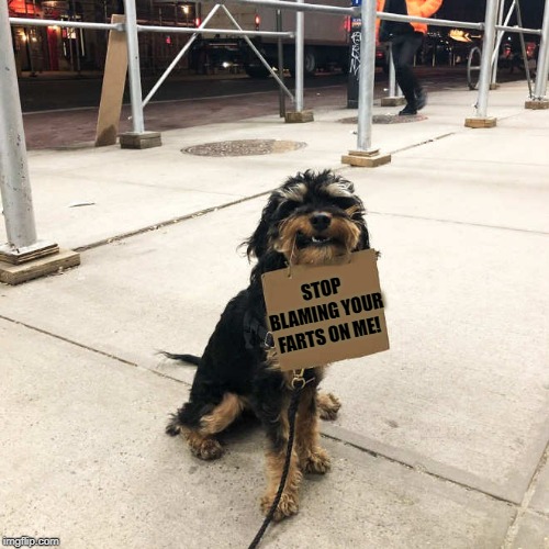 protest | STOP BLAMING YOUR FARTS ON ME! | image tagged in dog,fart | made w/ Imgflip meme maker