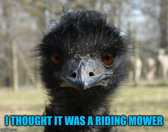 Bad News Emu | I THOUGHT IT WAS A RIDING MOWER | image tagged in bad news emu | made w/ Imgflip meme maker