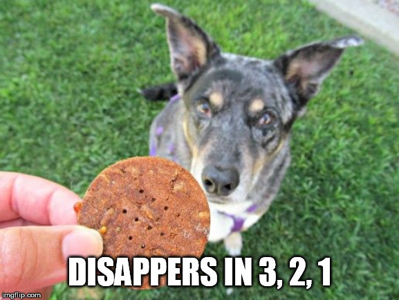 Dog & Treat | DISAPPERS IN 3, 2, 1 | image tagged in dog  treat | made w/ Imgflip meme maker