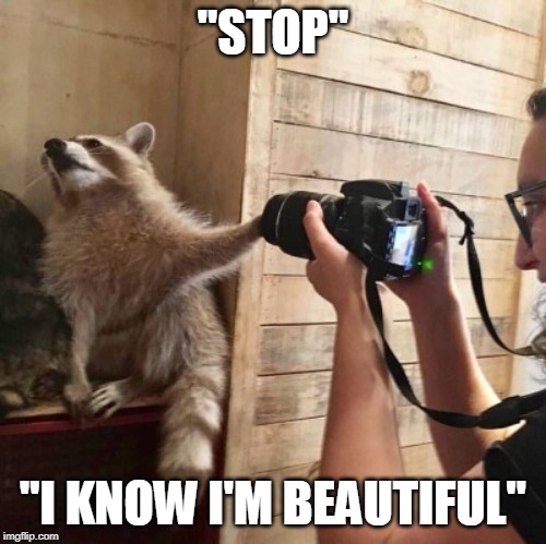 "STOP"; "I KNOW I'M BEAUTIFUL" | image tagged in racoon | made w/ Imgflip meme maker