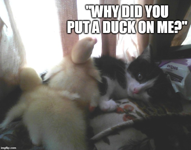 HE LIKES IT | "WHY DID YOU PUT A DUCK ON ME?" | image tagged in ducks,cat,kitten,duckling | made w/ Imgflip meme maker