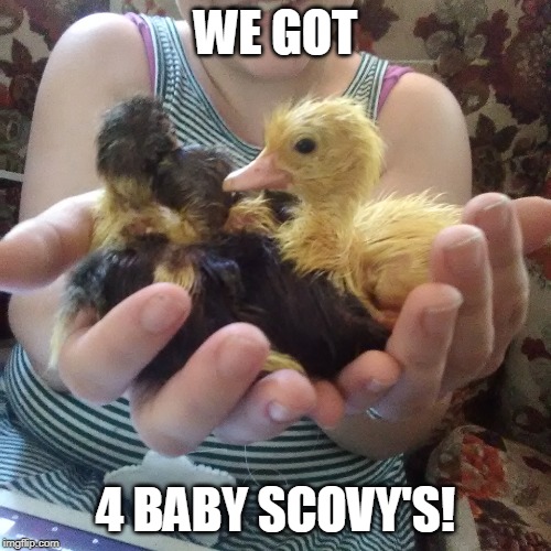 4 MUSCOVY HATCHLINGS! | WE GOT; 4 BABY SCOVY'S! | image tagged in ducks,duckling | made w/ Imgflip meme maker