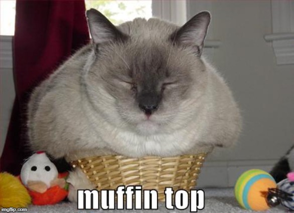 muffin top | image tagged in cat humor,fat cat,muffin top | made w/ Imgflip meme maker