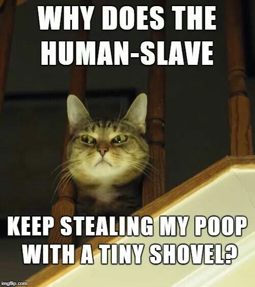 stealing my poop | image tagged in cat humor,litter box fun,cat poop | made w/ Imgflip meme maker