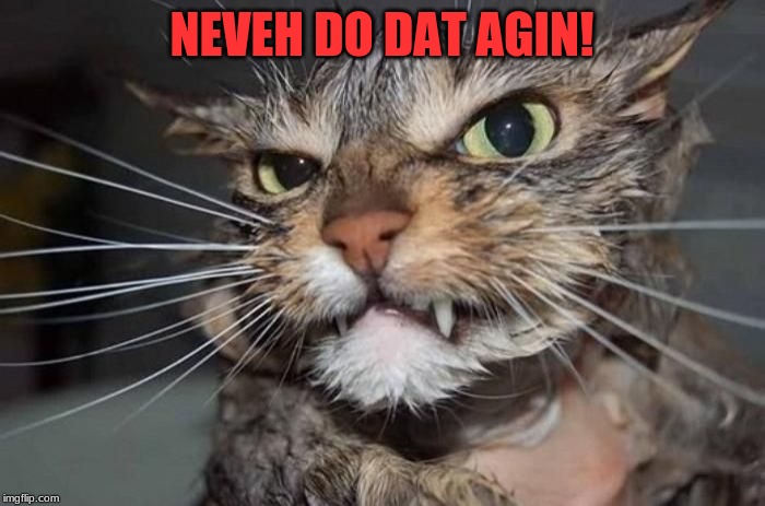 Angry Mad Cat | NEVEH DO DAT AGIN! | image tagged in angry mad cat | made w/ Imgflip meme maker