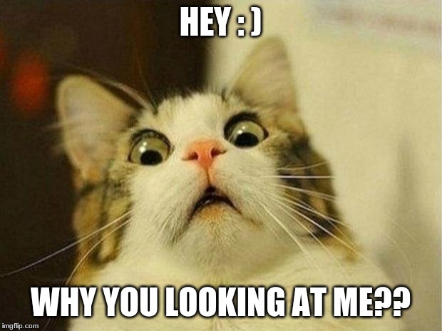 Scared Cat Meme | HEY : ); WHY YOU LOOKING AT ME?? | image tagged in memes,scared cat | made w/ Imgflip meme maker