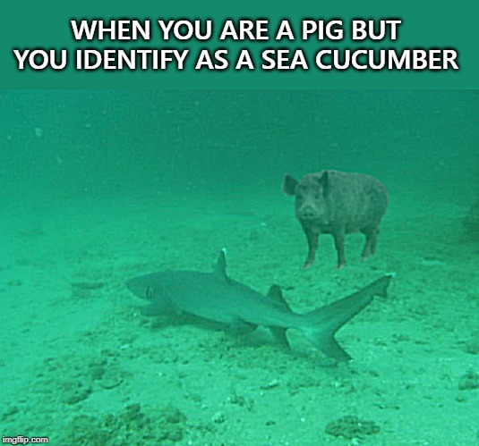 WHEN YOU ARE A PIG BUT YOU IDENTIFY AS A SEA CUCUMBER | image tagged in underdasea | made w/ Imgflip meme maker