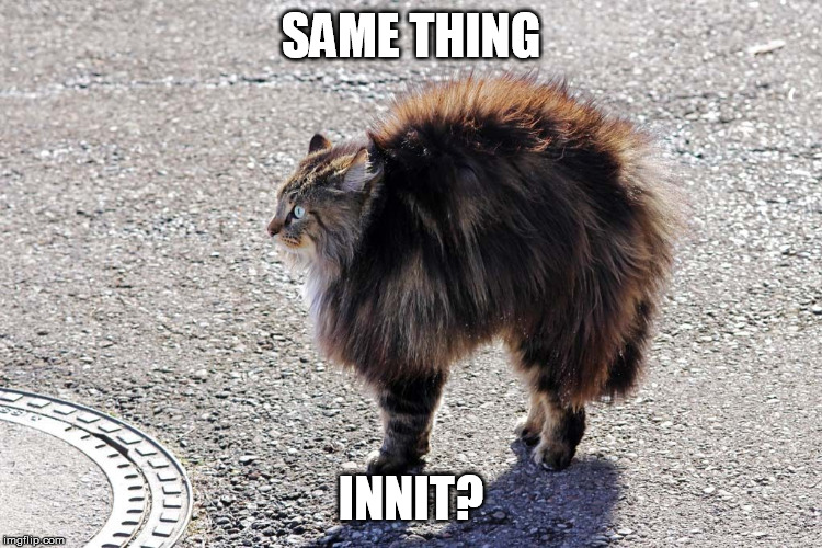 frightened cat | SAME THING INNIT? | image tagged in frightened cat | made w/ Imgflip meme maker