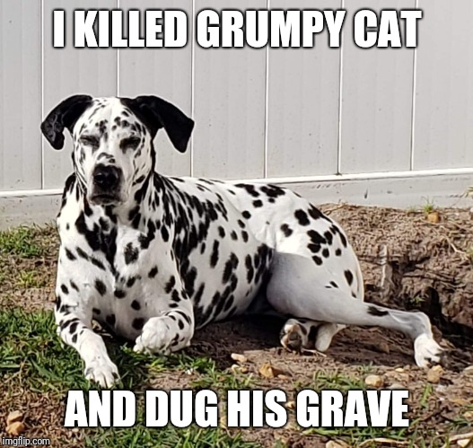 I KILLED GRUMPY CAT; AND DUG HIS GRAVE | image tagged in grumpy cat,dogs pets funny | made w/ Imgflip meme maker