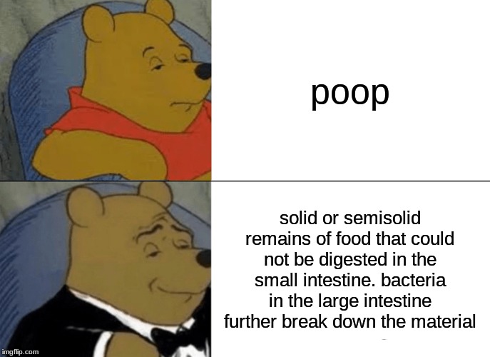 Tuxedo Winnie The Pooh | poop; solid or semisolid remains of food that could not be digested in the small intestine. bacteria in the large intestine further break down the material | image tagged in memes,tuxedo winnie the pooh | made w/ Imgflip meme maker