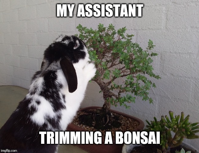 Bonsai Assistant | MY ASSISTANT; TRIMMING A BONSAI | image tagged in shareyourownphotos | made w/ Imgflip meme maker