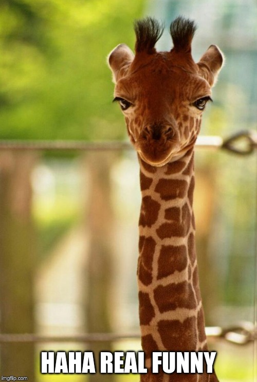 no comment giraffe | HAHA REAL FUNNY | image tagged in no comment giraffe | made w/ Imgflip meme maker