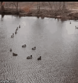 Ducks in a Nutshell | image tagged in gifs | made w/ Imgflip video-to-gif maker