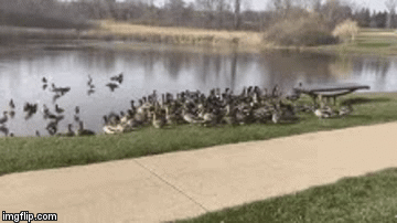 image tagged in gifs | made w/ Imgflip video-to-gif maker