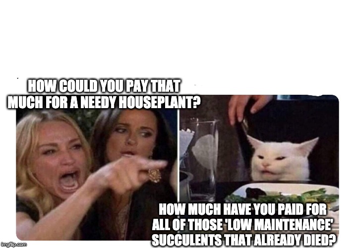 Housewives cat | HOW COULD YOU PAY THAT MUCH FOR A NEEDY HOUSEPLANT? HOW MUCH HAVE YOU PAID FOR ALL OF THOSE 'LOW MAINTENANCE'  SUCCULENTS THAT ALREADY DIED? | image tagged in housewives cat | made w/ Imgflip meme maker