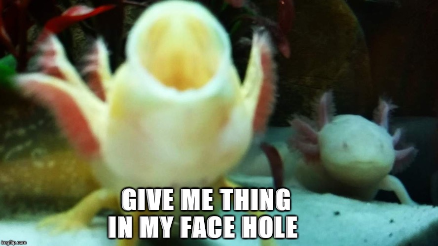 GIVE ME THING IN MY FACE HOLE | made w/ Imgflip meme maker