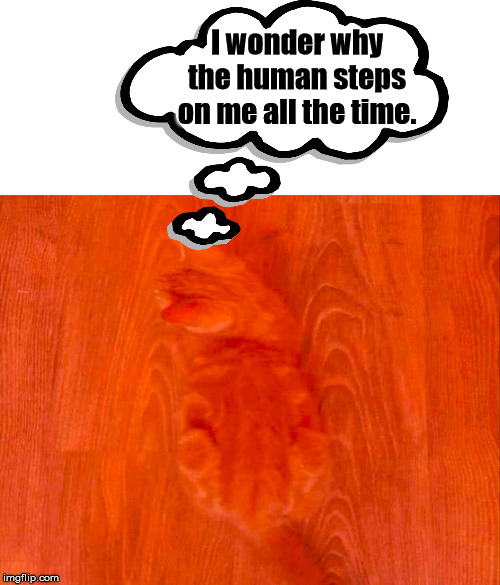 Camo cat | I wonder why the human steps on me all the time. | image tagged in cats,camouflage | made w/ Imgflip meme maker