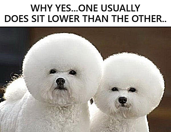 WHY YES...ONE USUALLY DOES SIT LOWER THAN THE OTHER.. | image tagged in balls | made w/ Imgflip meme maker