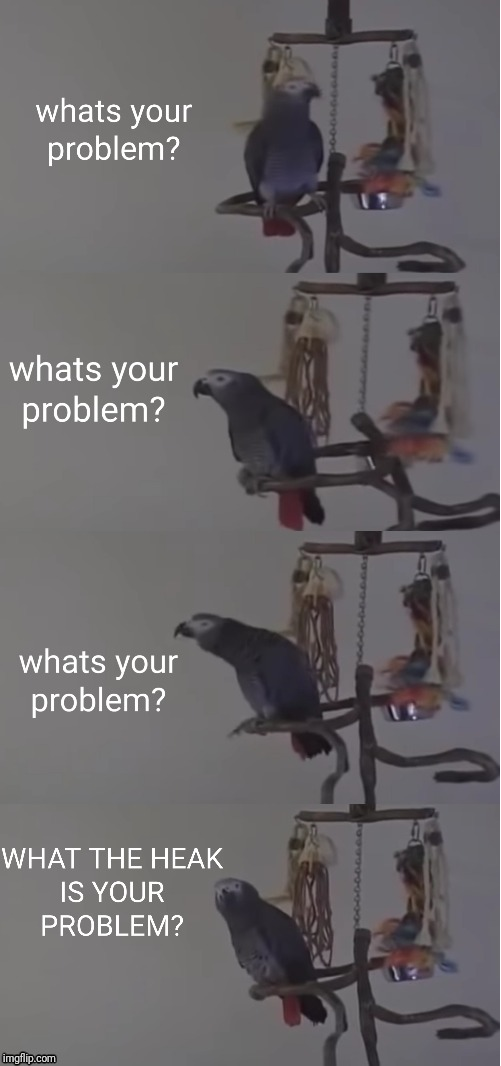 High Quality What's your problem? Parrot. Blank Meme Template