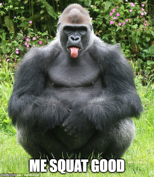 Gorilla | ME SQUAT GOOD | image tagged in gorilla | made w/ Imgflip meme maker