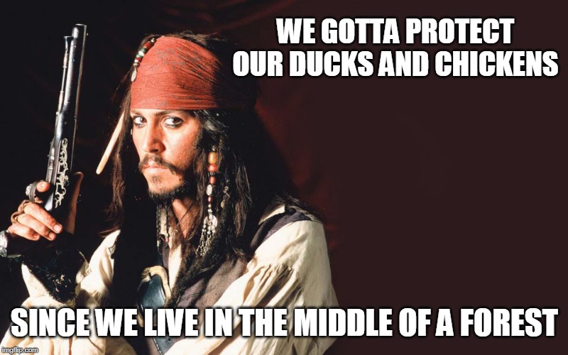 WE GOTTA PROTECT OUR DUCKS AND CHICKENS SINCE WE LIVE IN THE MIDDLE OF A FOREST | made w/ Imgflip meme maker