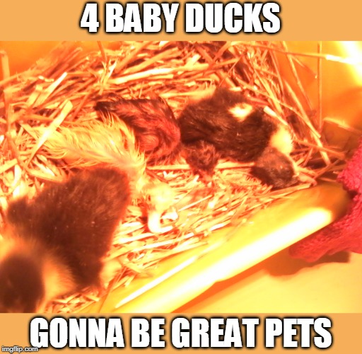 4 BABY DUCKS; GONNA BE GREAT PETS | image tagged in ducks,duckling | made w/ Imgflip meme maker