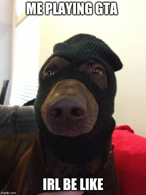 dog robber | ME PLAYING GTA; IRL BE LIKE | image tagged in dog robber | made w/ Imgflip meme maker