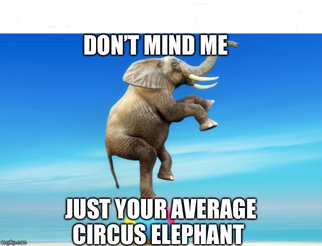 Circus elephant | DON’T MIND ME; JUST YOUR AVERAGE CIRCUS ELEPHANT | image tagged in elephant,memes | made w/ Imgflip meme maker