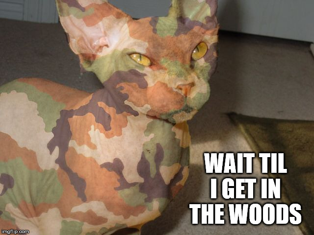 Take your cat hunting | WAIT TIL I GET IN THE WOODS | image tagged in camo cat | made w/ Imgflip meme maker