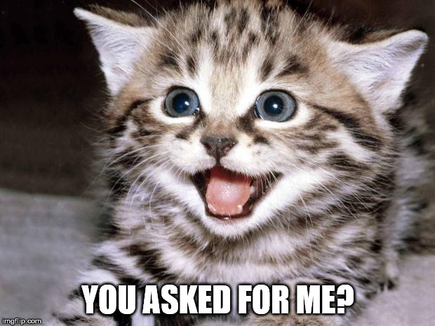Wanted a cute cat | YOU ASKED FOR ME? | image tagged in uber cute cat | made w/ Imgflip meme maker