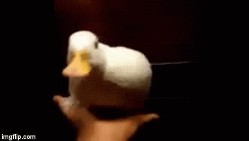 image tagged in gifs | made w/ Imgflip video-to-gif maker