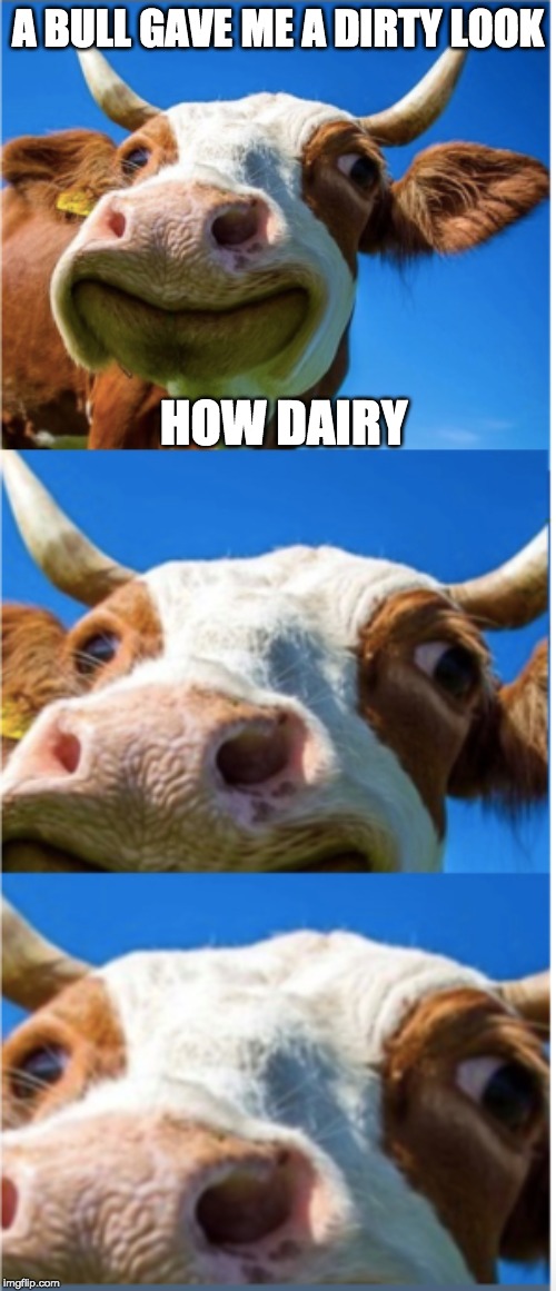 Bad Pun Cow | A BULL GAVE ME A DIRTY LOOK; HOW DAIRY | image tagged in bad pun cow | made w/ Imgflip meme maker