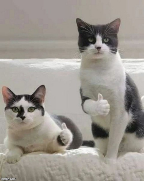 THUMBS UP CATS | image tagged in thumbs up cats | made w/ Imgflip meme maker