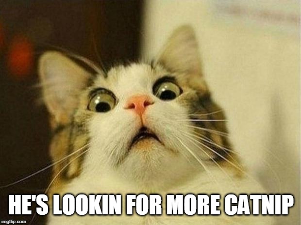 Scared Cat Meme | HE'S LOOKIN FOR MORE CATNIP | image tagged in memes,scared cat | made w/ Imgflip meme maker
