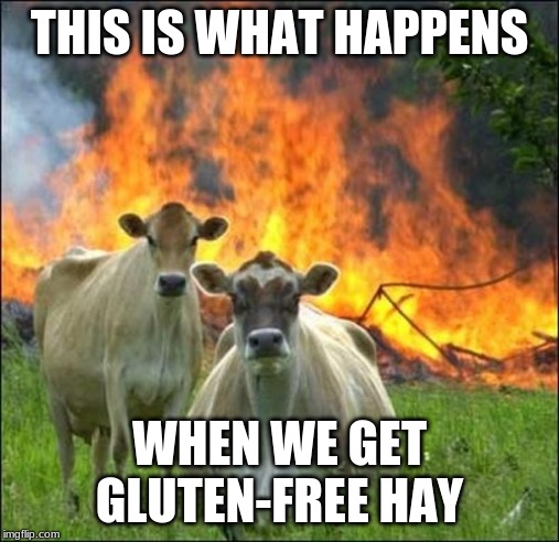 Evil Cows | THIS IS WHAT HAPPENS; WHEN WE GET GLUTEN-FREE HAY | image tagged in memes,evil cows | made w/ Imgflip meme maker