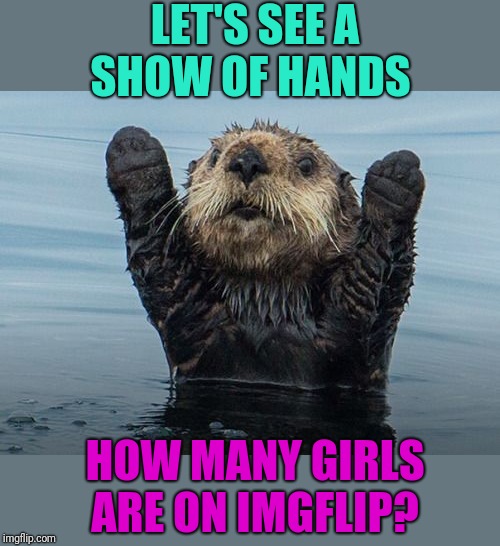 Hands up otter | LET'S SEE A SHOW OF HANDS; HOW MANY GIRLS ARE ON IMGFLIP? | image tagged in hands up otter | made w/ Imgflip meme maker
