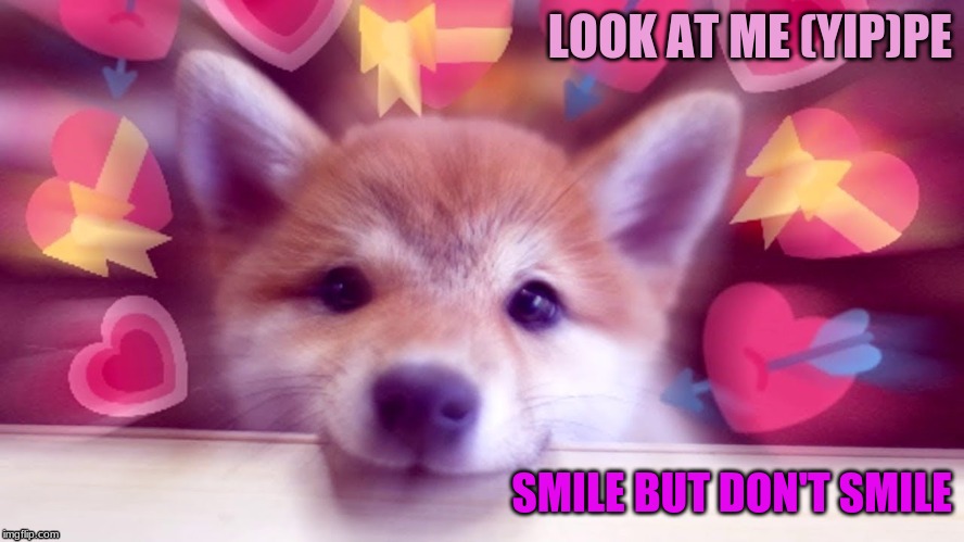 LOOK AT ME (YIP)PE; SMILE BUT DON'T SMILE | image tagged in cute puppies | made w/ Imgflip meme maker