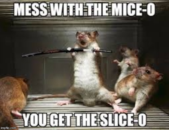 Wouldn't want to be the other rodents around! | image tagged in funny,frontpage,don't mess,katana | made w/ Imgflip meme maker