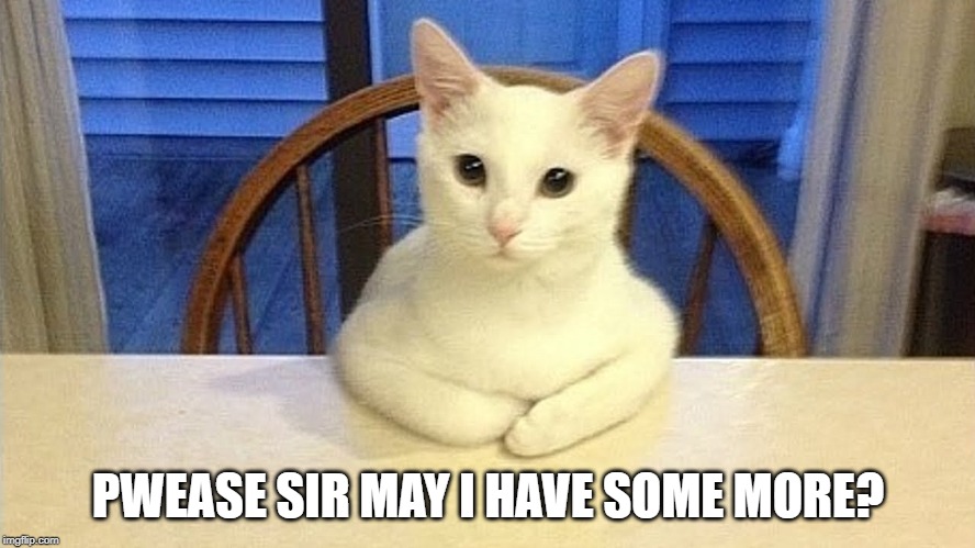 Hungry Cat | PWEASE SIR MAY I HAVE SOME MORE? | image tagged in funny cat | made w/ Imgflip meme maker