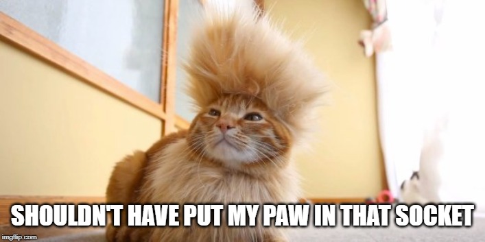 Electrified! | SHOULDN'T HAVE PUT MY PAW IN THAT SOCKET | image tagged in funny cat | made w/ Imgflip meme maker