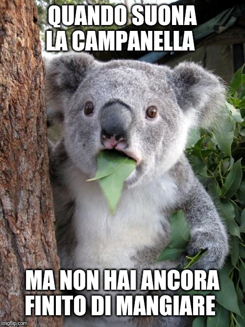 Surprised Koala Meme | QUANDO SUONA LA CAMPANELLA; MA NON HAI ANCORA FINITO DI MANGIARE | image tagged in memes,surprised koala | made w/ Imgflip meme maker