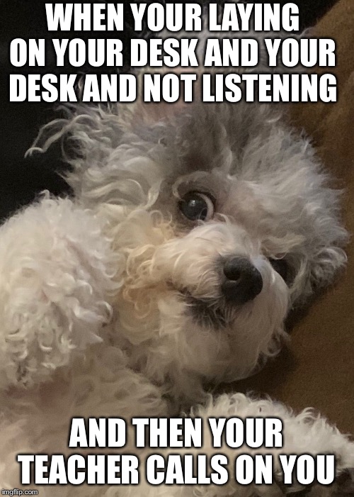 Say what? | WHEN YOUR LAYING ON YOUR DESK AND YOUR DESK AND NOT LISTENING; AND THEN YOUR TEACHER CALLS ON YOU | image tagged in say what | made w/ Imgflip meme maker