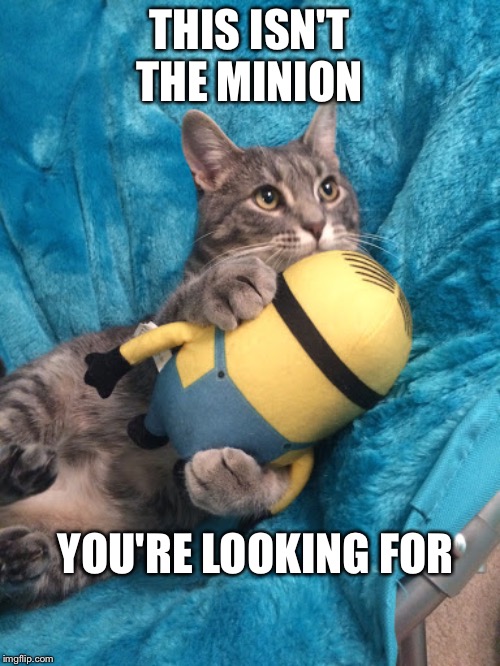 Cat Hugging Minion | THIS ISN'T THE MINION; YOU'RE LOOKING FOR | image tagged in minions,cats,jedi | made w/ Imgflip meme maker