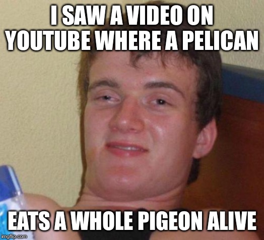 stoned guy | I SAW A VIDEO ON YOUTUBE WHERE A PELICAN EATS A WHOLE PIGEON ALIVE | image tagged in stoned guy | made w/ Imgflip meme maker