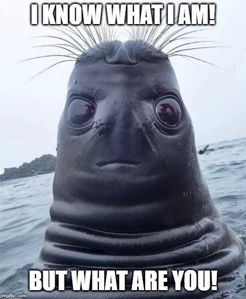 Dont look at me like that! | I KNOW WHAT I AM! BUT WHAT ARE YOU! | image tagged in thanks i hate this photo of a seal reddit,1antojones | made w/ Imgflip meme maker
