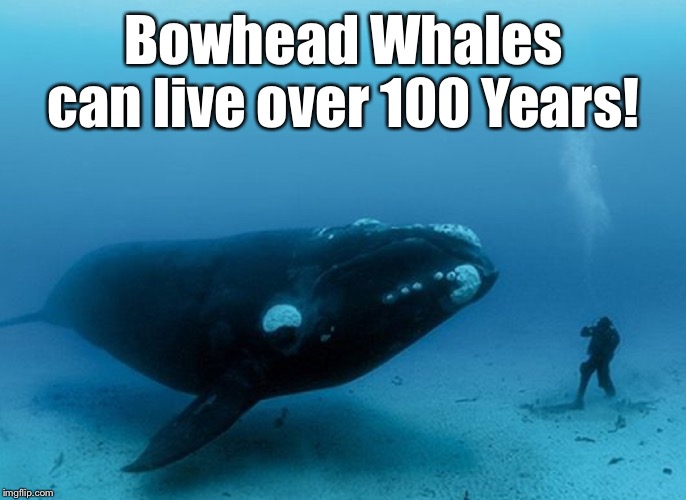 Bowhead Whales can live over 100 Years! | made w/ Imgflip meme maker