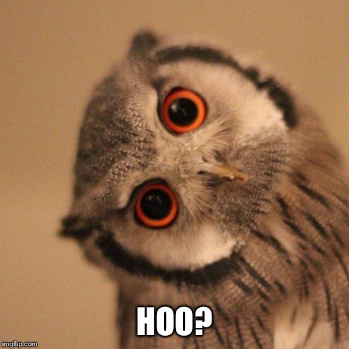 inquisitve owl | HOO? | image tagged in inquisitve owl | made w/ Imgflip meme maker