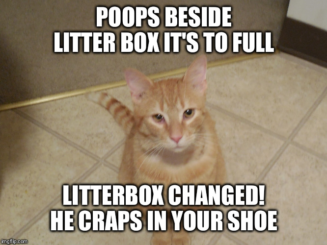Scumbag Dale | POOPS BESIDE LITTER BOX IT'S TO FULL; LITTERBOX CHANGED! HE CRAPS IN YOUR SHOE | image tagged in funny cats,scumbag cat | made w/ Imgflip meme maker