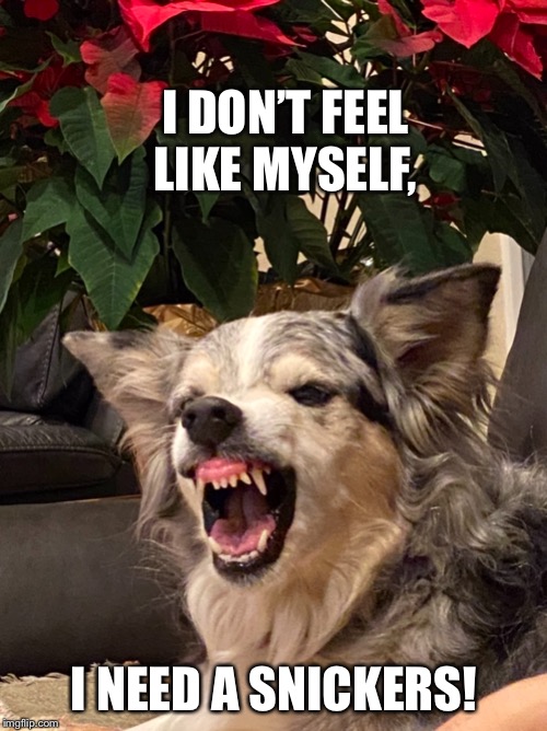 Piper the Cowdog | I DON’T FEEL LIKE MYSELF, I NEED A SNICKERS! | image tagged in piper the cowdog | made w/ Imgflip meme maker